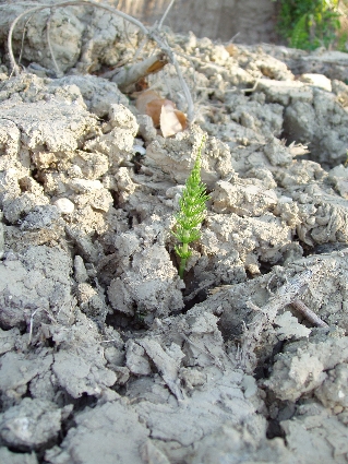 asparago